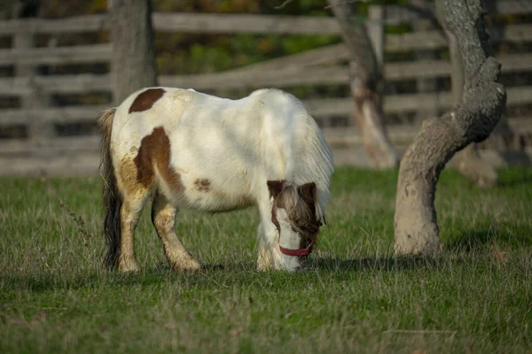 Lone Pony Grazing Green Grasses Ranch — Stok fotoğraf