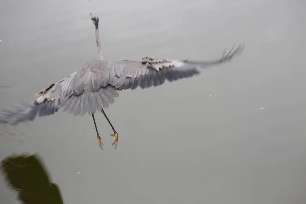 Flying Gray Heron Calm Coast — Stockfoto