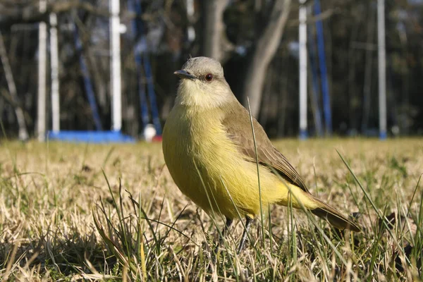 Eine Nahaufnahme Eines Niedlichen Grasmückenvogels — Stockfoto