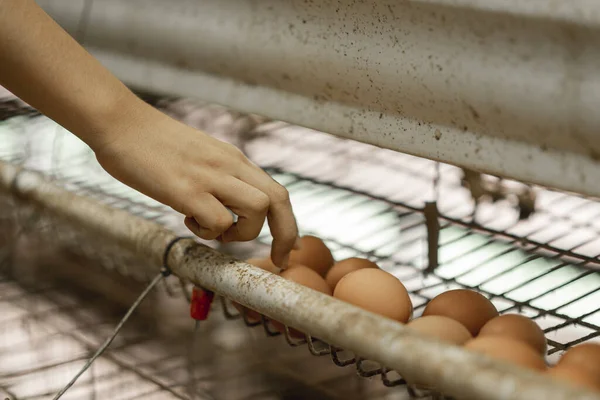 Una Hembra Organizando Unos Huevos Granja Para Enviar Las Tiendas — Foto de Stock