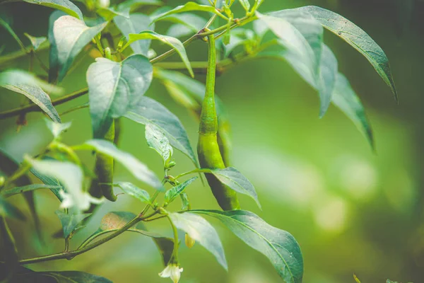 Foco Raso Folhas Verdes Frescas Com Fundo Desfocado Verde — Fotografia de Stock