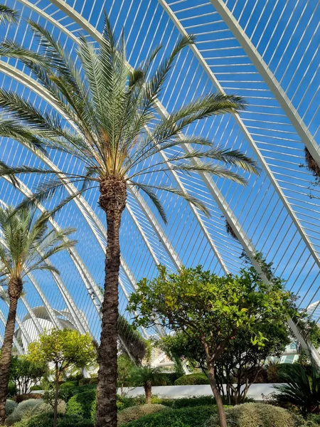 Vertical Shot Palm Trees Old Riverbed Valencia Spain — 스톡 사진