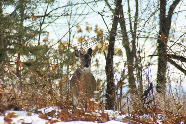 Petit Chéri Debout Dans Neige Couvert Milieu Forêt Avec Des — Photo