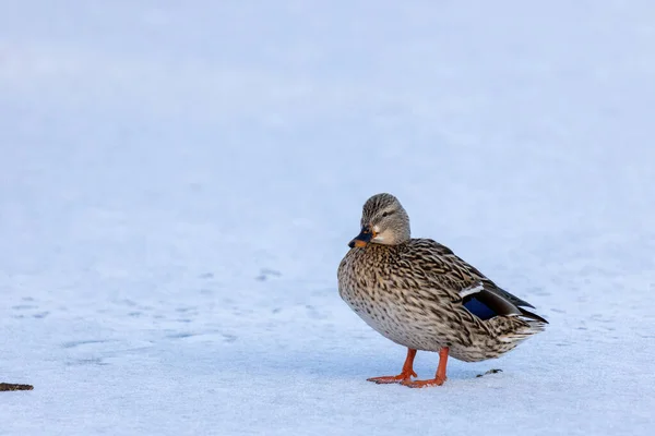 Closeup Shot Brown Duck Snow — 图库照片