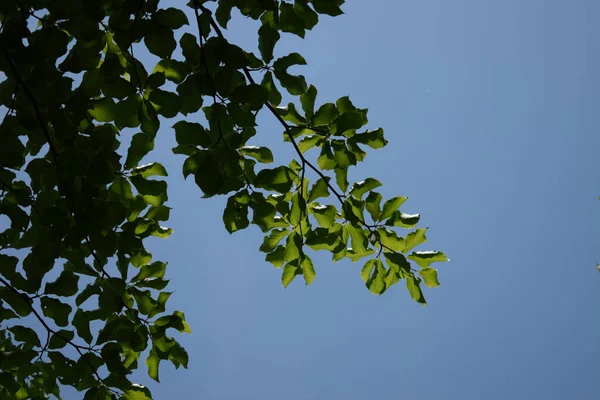 Nízký Úhel Záběru Listí Stromu Proti Jasně Modré Obloze — Stock fotografie