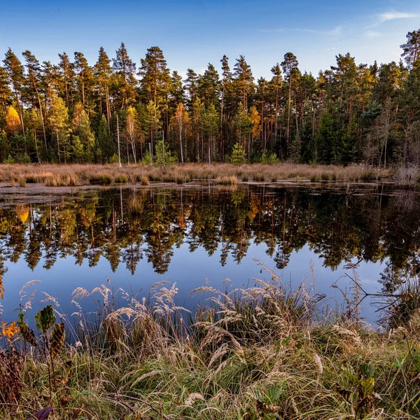 Piękne Ujęcie Liściastego Lasu Jeziorem Słoneczny Jesienny Dzień — Zdjęcie stockowe