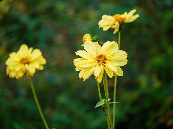 Płytkie Ognisko Blume Żółte Słoneczniki Zielonym Rozmazanym Ogrodem Tle — Zdjęcie stockowe