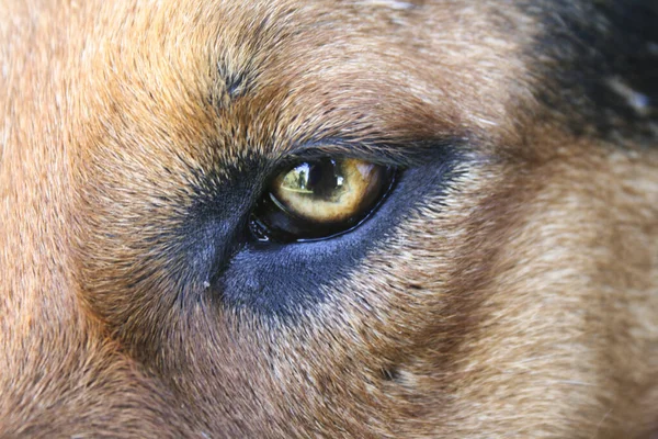 Närbild Skott Ögat Brun Hund — Stockfoto
