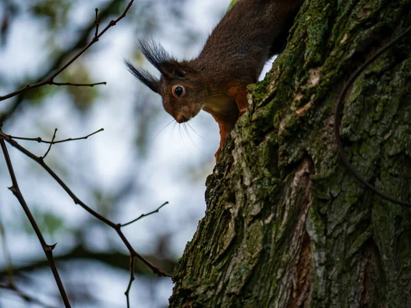 Close Squirrel Eichhornchen Mossy Trunk Tree Blurred Sky Background — Stock Photo, Image