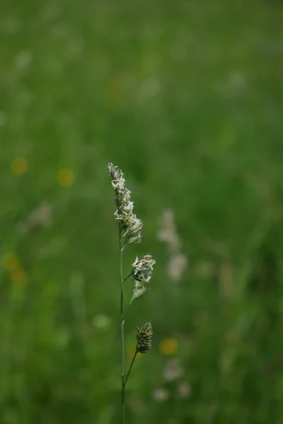 Eine Selektive Fokusaufnahme Von Wildblumen Auf Der Wiese — Stockfoto