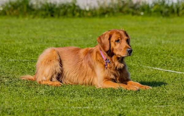 Adorable Adorable Perro Golden Retriever Tumbado Hierba Verde Día Soleado —  Fotos de Stock