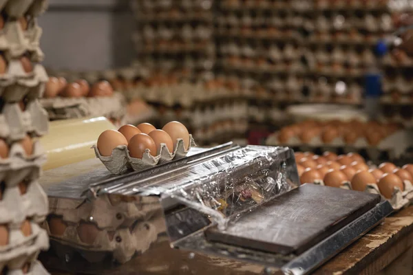 Primer Plano Una Hembra Sosteniendo Huevo Una Fábrica — Foto de Stock