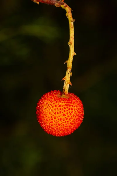 Gros Plan Vertical Fruit Fraisier Arbutus Unedo — Photo