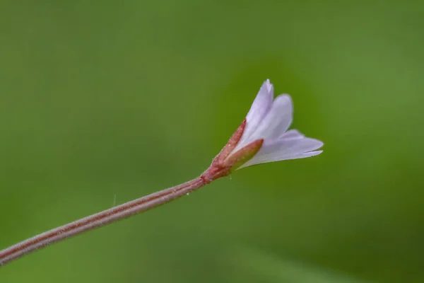 Closeup Little Marsh Willow Herb Epilobium Palustre Blurred Green Background — Stock fotografie