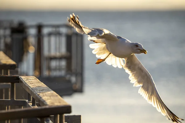 Flying Seagull Balcony Railings Coast — Zdjęcie stockowe