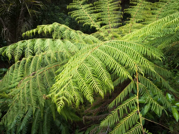 View Cyathea Brownii Norfolk Island Tree Fern Plant — Stock fotografie