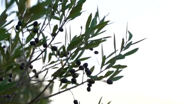 树枝上的青橄榄 — 图库视频影像