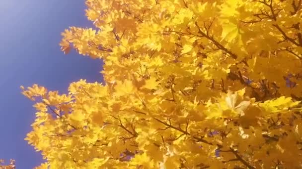 Hojas Otoño Temporada Otoño Flora — Vídeo de stock