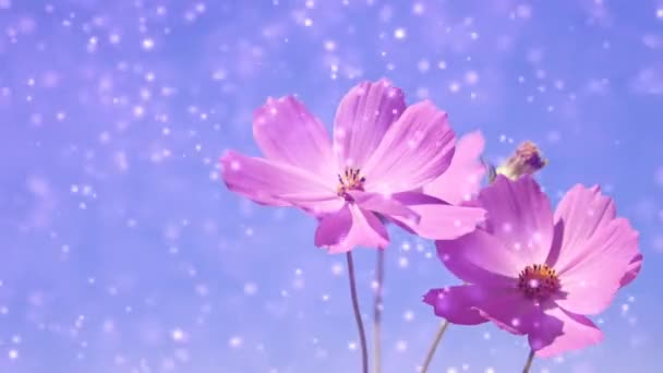 Belas Flores Cosmos Rosa Jardim — Vídeo de Stock