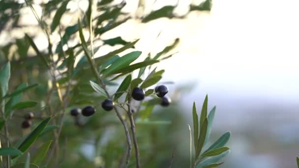 Оливковое Дерево Ветви Зелеными Листьями Саду — стоковое видео