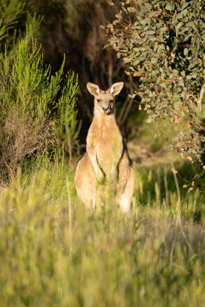 Vertical Shot Cute Kangaroo Green Field Looking Camera — Foto de Stock