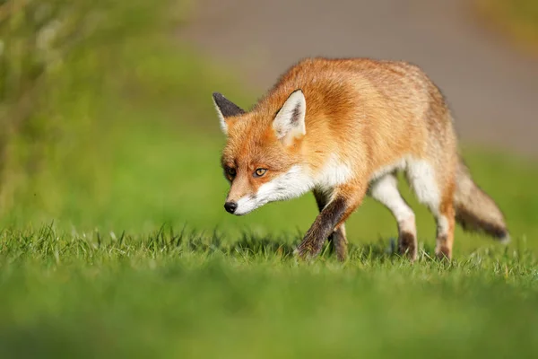 Closeup Shallow Focus Young Small Red Fox Walking Grass Sunny — Stockfoto