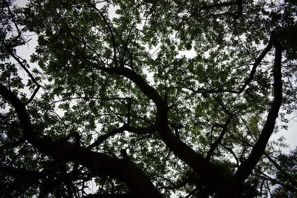 Close Galhos Árvores Contra Céu Cinzento — Fotografia de Stock