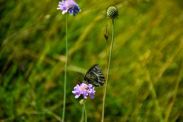 Egy Közeli Kép Egy Pillangóról Amint Mezei Virágokon — Stock Fotó