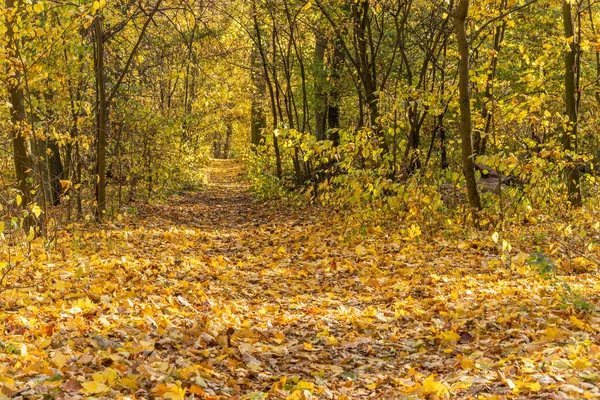 Caminho Estreito Floresta Com Árvores Folhas Amarelas Outono — Fotografia de Stock