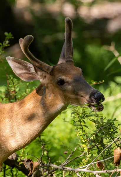 Beautiful Shot Deer Forest — Stock Photo, Image
