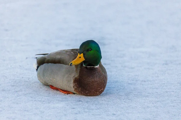 冬季一只野鸭的特写镜头 — 图库照片