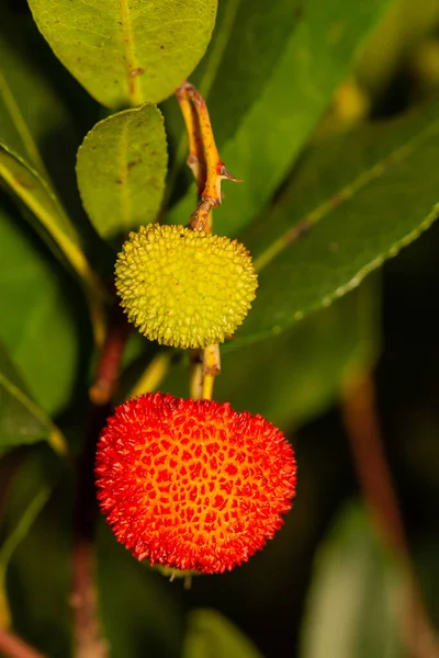 Eperfa Gyümölcseinek Függőleges Közelsége Arbutus Unddo — Stock Fotó