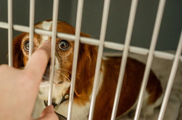 Closeup Brown White King Charles Spaniel Metal Rails — Stock Photo, Image