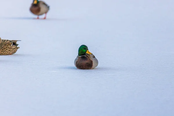 冬季Mallard鸭的浅谈镜头 — 图库照片