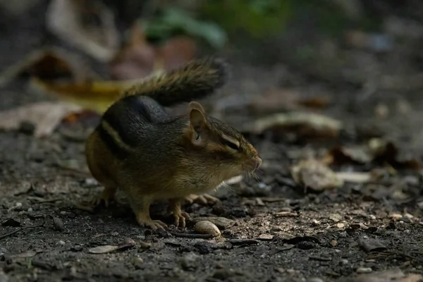 Closeup Shot Rodent — Stock Photo, Image