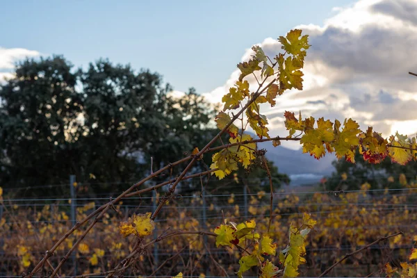 Wijngaarden Andalucia Cloudscape Druivenoogst — Stockfoto