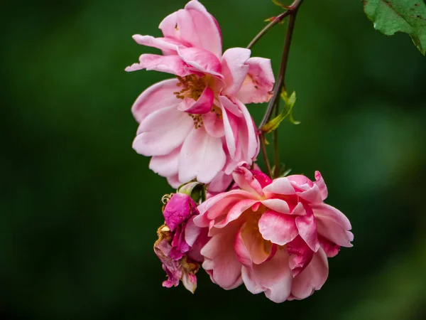 Foco Raso Flores Rosa Blume Com Verde Desfocado Fundo — Fotografia de Stock
