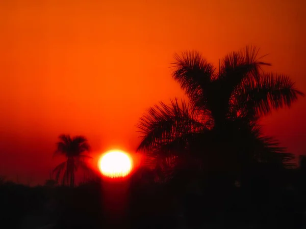 Silhouette Palm Trees Sunset Sky Background — ストック写真