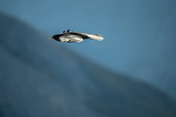 날아오는 의주된 — 스톡 사진