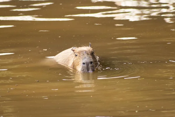 Uma Capivara Nadando Água — Fotografia de Stock