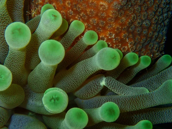 Makro Ujęcie Tekstury Anemonu Morskiego — Zdjęcie stockowe