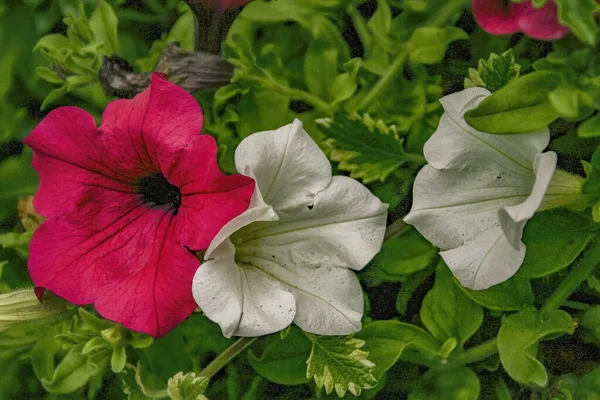 Ένα Κοντινό Πλάνο Των Όμορφων Ροζ Και Λευκών Λουλουδιών Της — Φωτογραφία Αρχείου