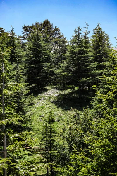 Vertical Shot Green Trees Hillside Forest — Stok fotoğraf