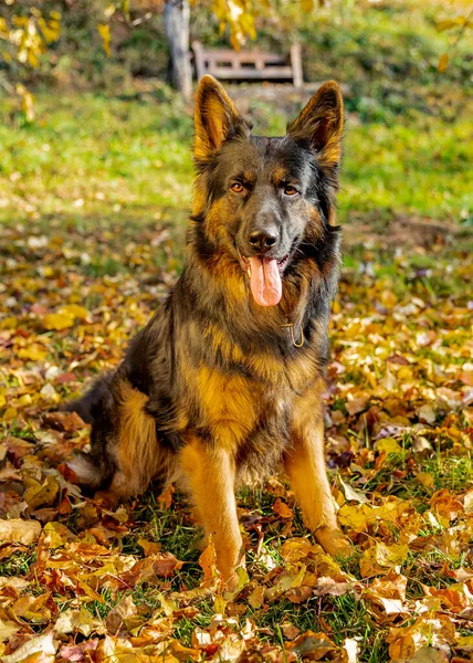 Vertical Shot Old Cute German Shepherd Dog Sitting Yellow Leaves — Zdjęcie stockowe