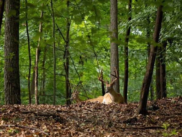 Beau Cliché Cerf Dans Forêt — Photo