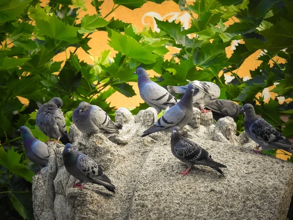 Flock Pigeons Perched Statue — Stock Photo, Image