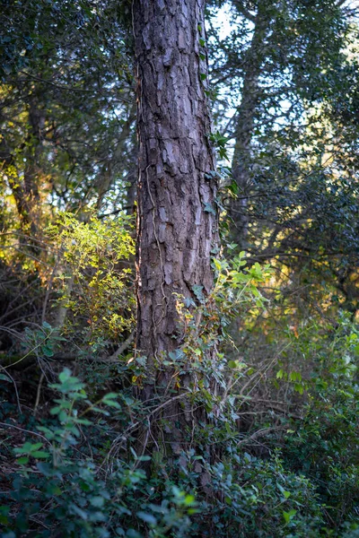 Дерево Каталонського Лісу — стокове фото