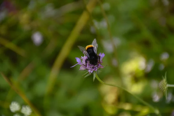 Ένα Κοντινό Πλάνο Μιας Μέλισσας Που Κάθεται Στο Χωράφι Λουλούδια — Φωτογραφία Αρχείου