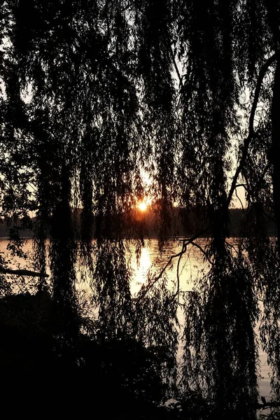 湖畔のブドウのシルエットを通して夕日の景色 — ストック写真