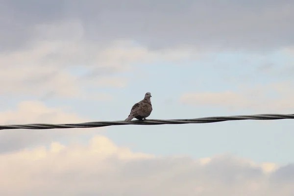 Close Pombo Equilíbrio Cabo Telefônico Contra Céu Azul Claro — Fotografia de Stock